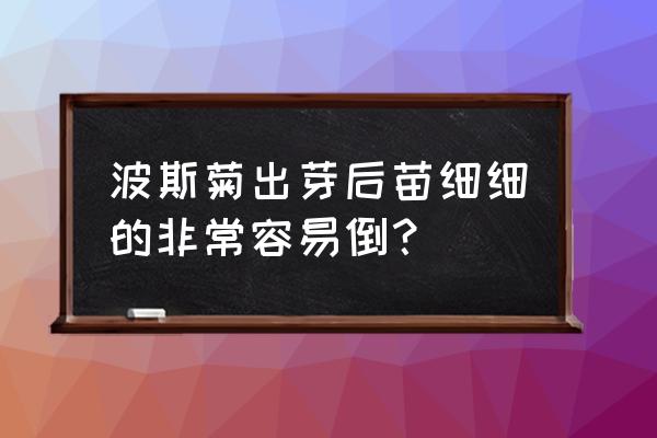 波斯菊种的太密 波斯菊出芽后苗细细的非常容易倒？