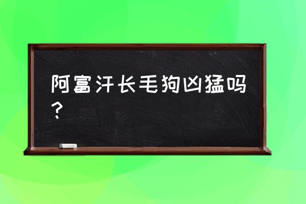 阿富汗长毛犬 阿富汗长毛狗凶猛吗？