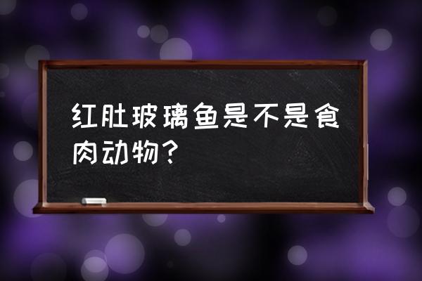 玻璃霓虹灯鱼 红肚玻璃鱼是不是食肉动物？