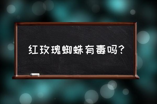 智利红玫瑰吃蟑螂吗 红玫瑰蜘蛛有毒吗？