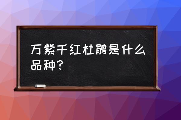 小叶杜鹃是什么品种 万紫千红杜鹃是什么品种？