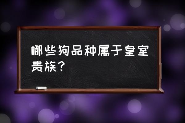 独宠皇室小宠儿 哪些狗品种属于皇室贵族？