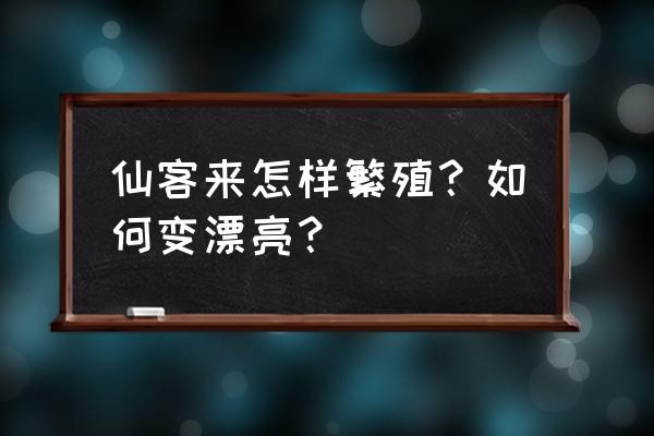 仙客来怎么繁殖 仙客来怎样繁殖？如何变漂亮？