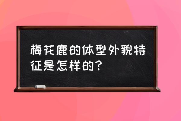 梅花鹿详细介绍 梅花鹿的体型外貌特征是怎样的？