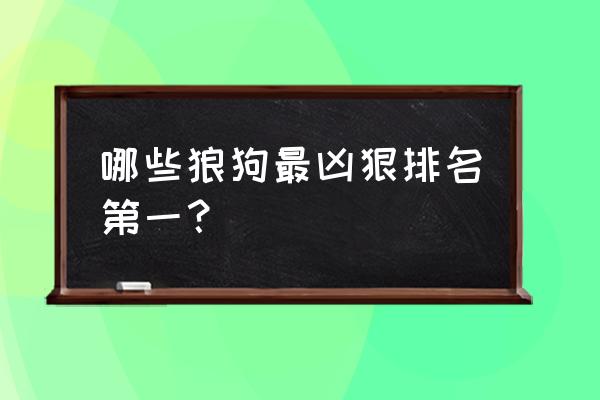 狼狗品种排名 哪些狼狗最凶狠排名第一？