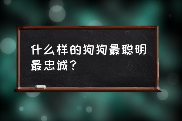 哪种狗最聪明最忠诚 什么样的狗狗最聪明最忠诚？