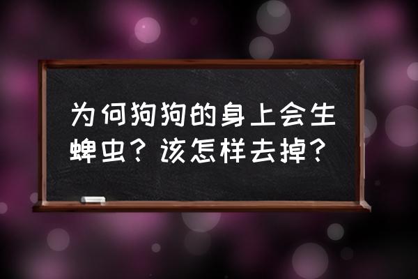 狗身上有蜱虫从哪来的 为何狗狗的身上会生蜱虫？该怎样去掉？