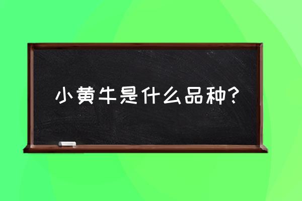 黄牛又叫什么 小黄牛是什么品种？