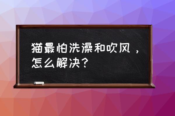 胖胖猫山洞大闯关手游 猫最怕洗澡和吹风，怎么解决？