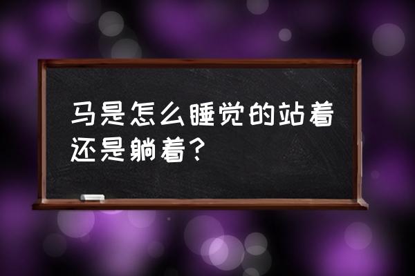 马是怎么睡觉的 姿势 马是怎么睡觉的站着还是躺着？