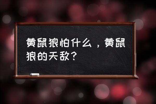 黄鼠狼最怕的天敌 黄鼠狼怕什么，黄鼠狼的天敌？