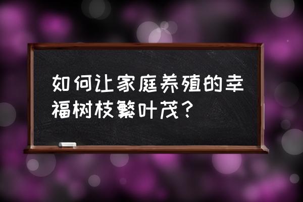 幸福树怎么养才茂盛 如何让家庭养殖的幸福树枝繁叶茂？