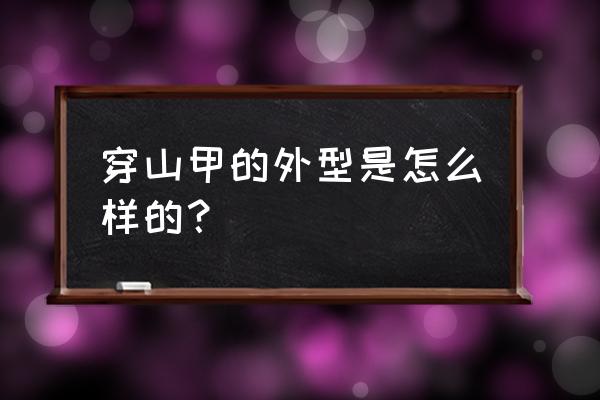 中华穿山甲的外形 穿山甲的外型是怎么样的？