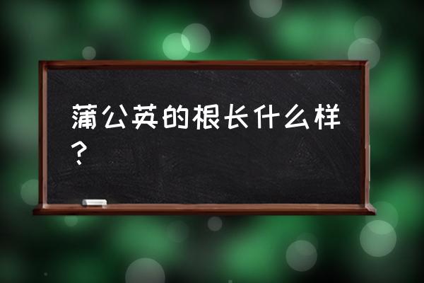 婆婆丁的根 蒲公英的根长什么样？