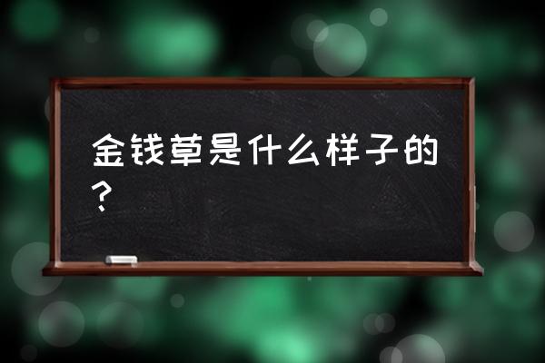 金钱草的样子 金钱草是什么样子的？