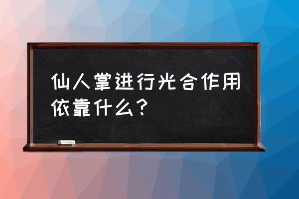 仙人掌进行光合作用是靠 仙人掌进行光合作用依靠什么？