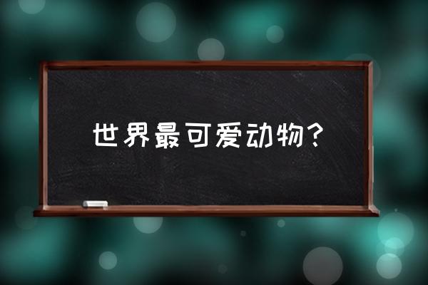 超可爱的小动物 世界最可爱动物？