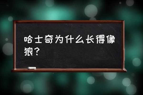 哈士奇和狼为什么那么像 哈士奇为什么长得像狼？