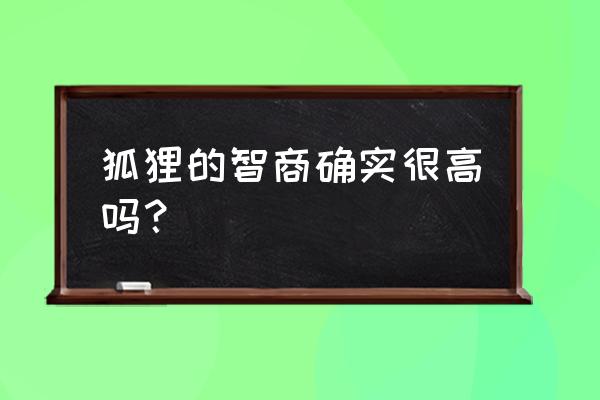 狐狸笨吗聪明 狐狸的智商确实很高吗？