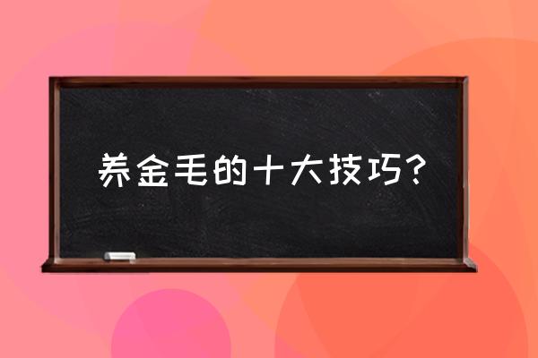 金毛狗狗怎么养 养金毛的十大技巧？