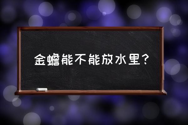 金蟾的摆放方法及禁忌 金蟾能不能放水里？