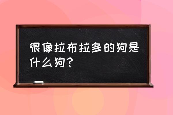 长的像拉布拉多的狗叫什么 很像拉布拉多的狗是什么狗？