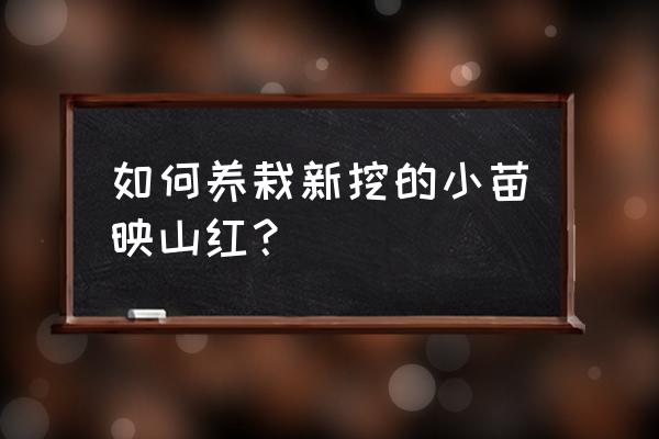 映山红大苗木 如何养栽新挖的小苗映山红？