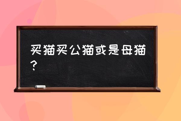 买猫公猫好还是母猫好 买猫买公猫或是母猫？