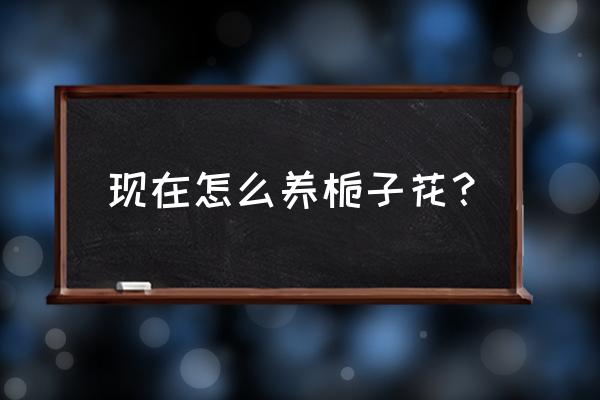 如何养栀子花的技巧 现在怎么养栀子花？