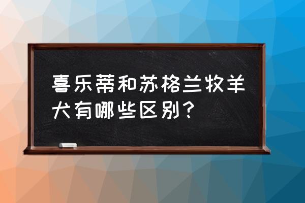 苏格兰牧羊犬和喜乐蒂 喜乐蒂和苏格兰牧羊犬有哪些区别？