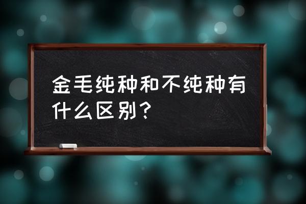 纯种金毛和非纯种区别 金毛纯种和不纯种有什么区别？