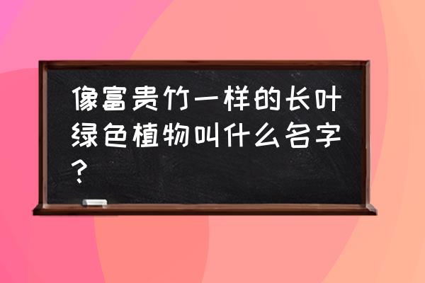 金边富贵竹是不是百合竹 像富贵竹一样的长叶绿色植物叫什么名字？