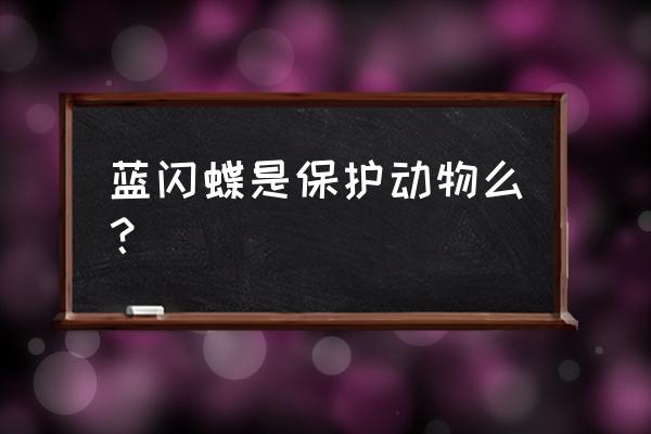 蓝色大闪蝶的介绍 蓝闪蝶是保护动物么？