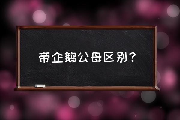 如何判断皇帝巴布公母 帝企鹅公母区别？