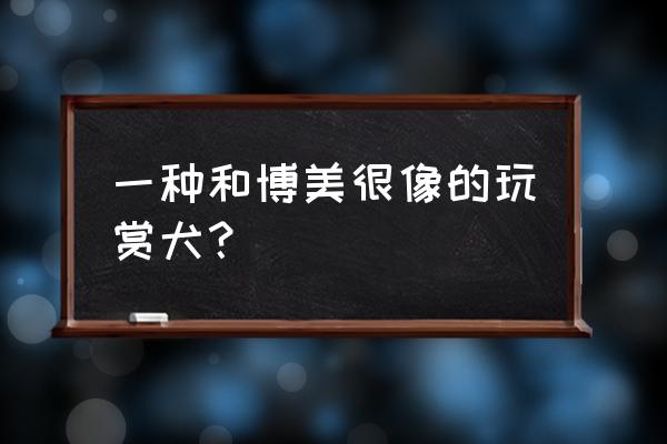 日本银狐和博美 一种和博美很像的玩赏犬？