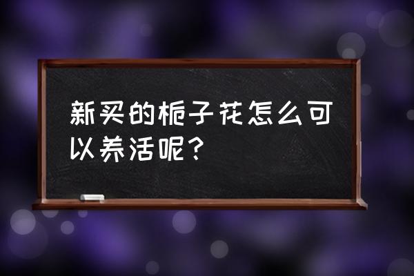 刚买栀子花的养殖方法 新买的栀子花怎么可以养活呢？