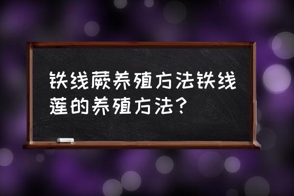 如何养殖铁线蕨 铁线蕨养殖方法铁线莲的养殖方法？