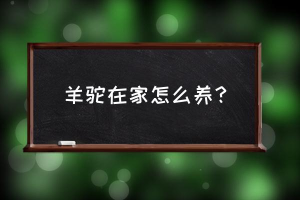 家里养羊驼 羊驼在家怎么养？