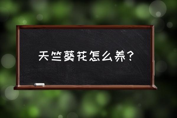 天竺葵怎么养号活 天竺葵花怎么养？