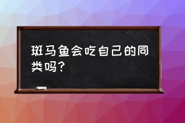 斑马鱼是流氓鱼 斑马鱼会吃自己的同类吗？