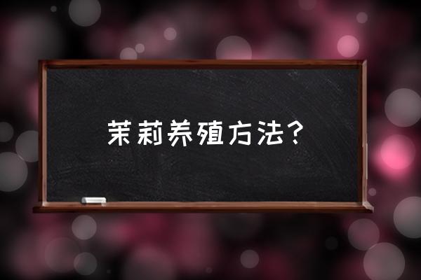 茉莉花的养殖方法与技巧 茉莉养殖方法？