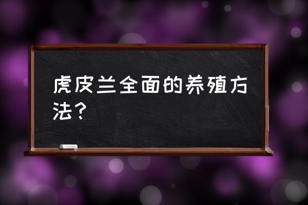 虎皮兰的家庭养殖方法 虎皮兰全面的养殖方法？