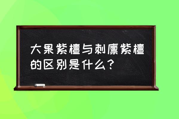 大果紫檀的缺点 大果紫檀与刺猬紫檀的区别是什么？