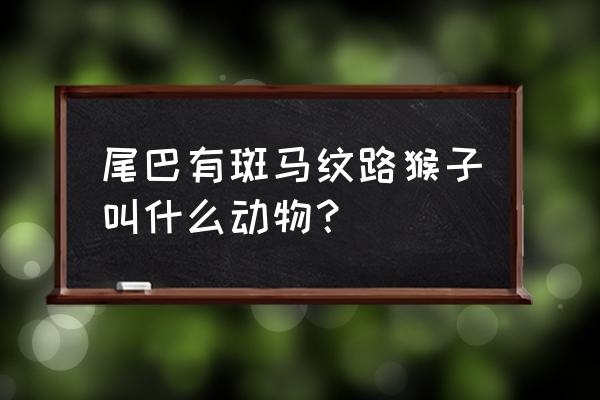 环尾狐猴多少钱一只 尾巴有斑马纹路猴子叫什么动物？