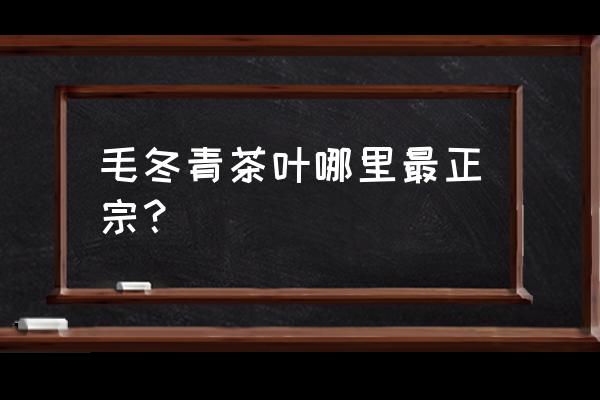 毛冬青茶哪有卖 毛冬青茶叶哪里最正宗？