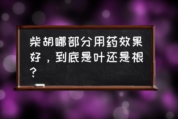 北柴胡根的功效与作用 柴胡哪部分用药效果好，到底是叶还是根？