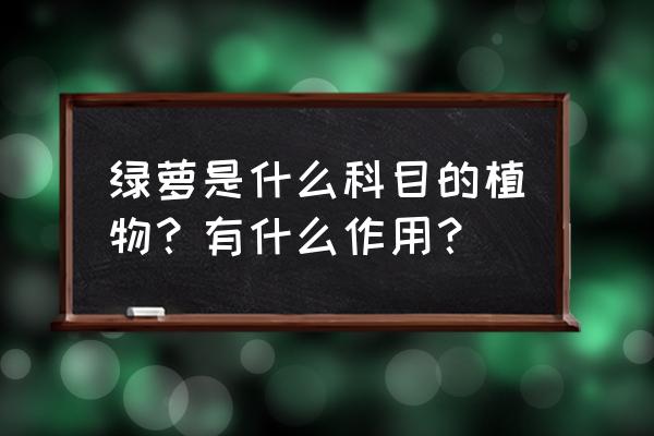 绿萝的功效与作用禁忌 绿萝是什么科目的植物？有什么作用？