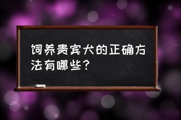 养贵宾犬要注意什么 饲养贵宾犬的正确方法有哪些？