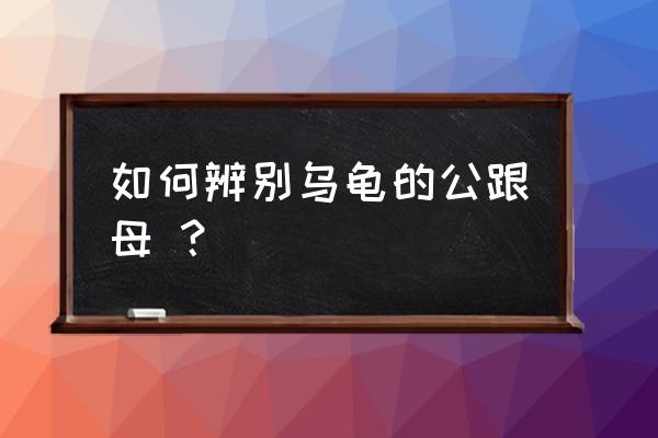 小乌龟判断公母 如何辨别乌龟的公跟母 ？