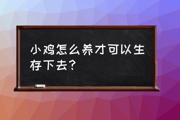 小鸡怎么样才能养活 小鸡怎么养才可以生存下去？